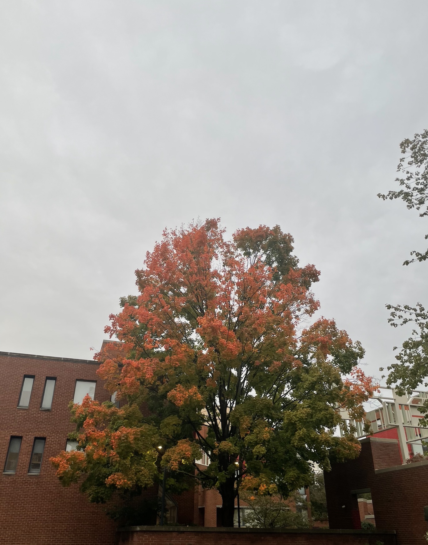 A tree with red and yellow leaves in the fall