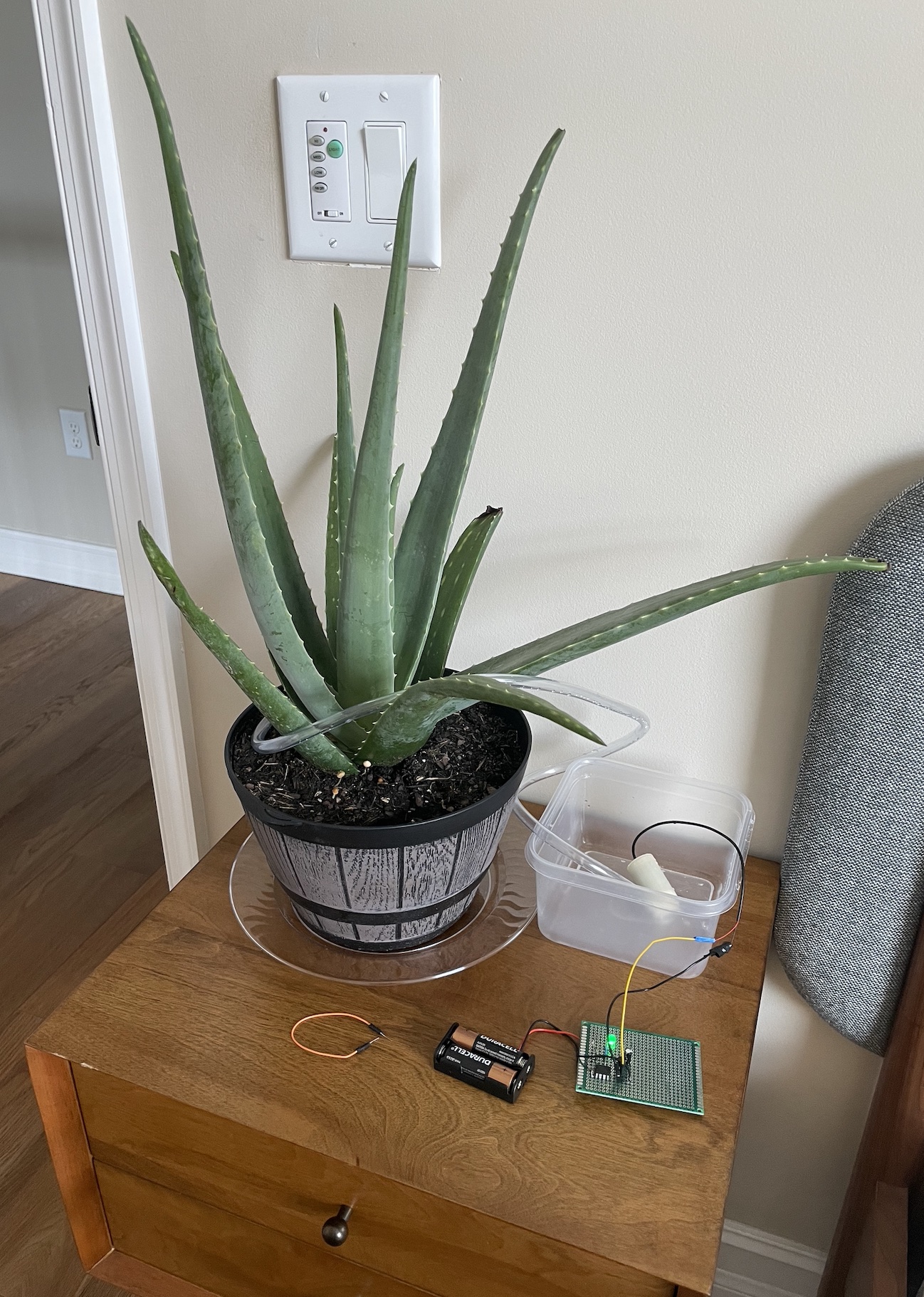 An aloe plan on a table indoors, with a circuit board, batteries, and a plastic box with water and a pump next to it.